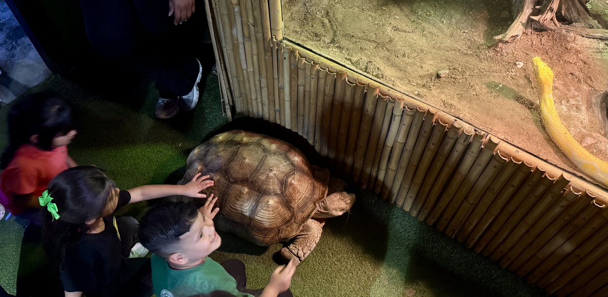 Field trips are a great way to extend learning and provide new experiences for our students. Today <a href="/GattisRRISD/">GattisRRISD</a> PK toured <a href="/AustinAquarium/">Austin Aquarium</a> just in time for our Animals unit! 🐠 <a href="/gabz_garciia/">Gaby Garcia</a> <a href="/RoundRockISD/">Round Rock ISD</a>