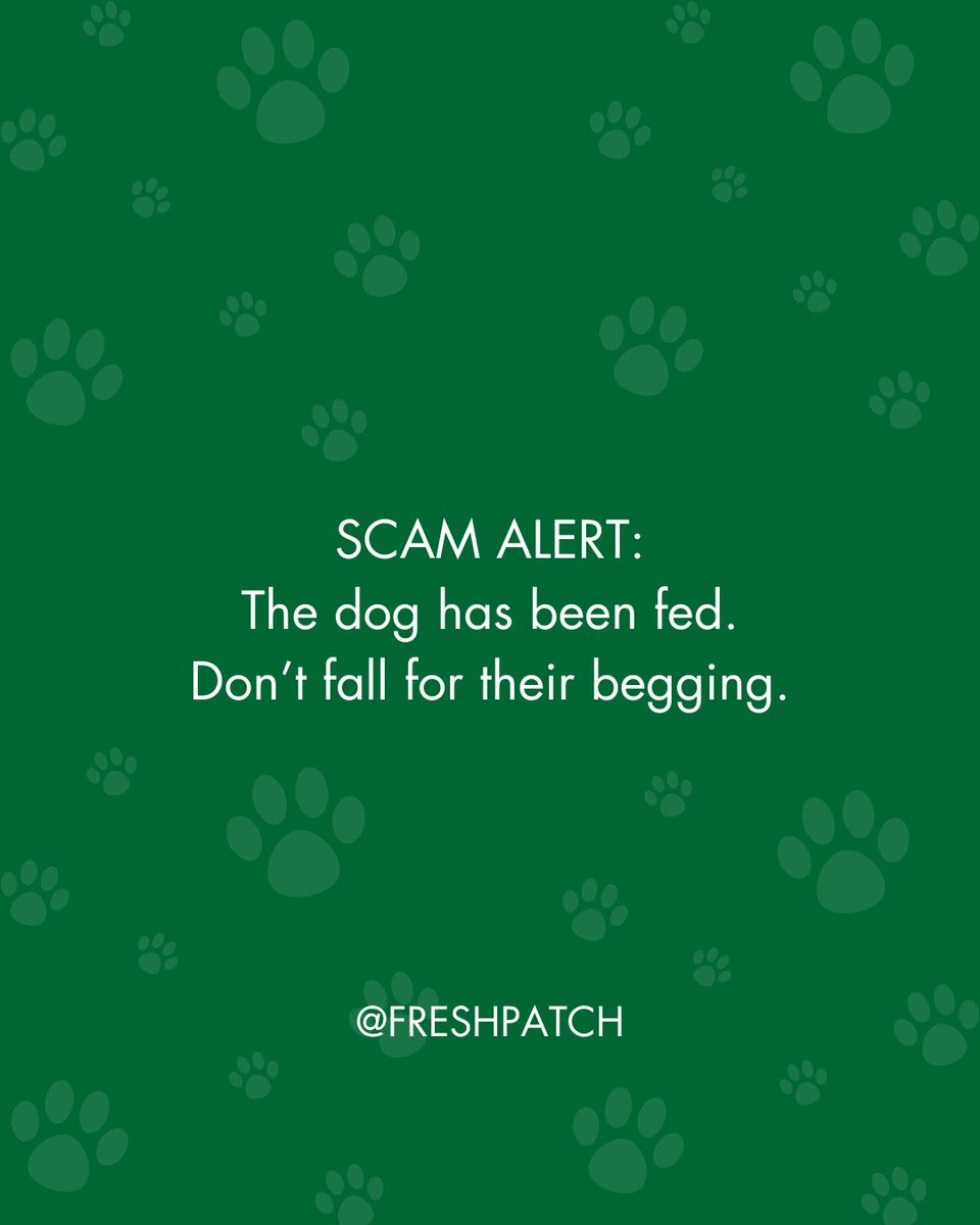 Don't get conned into a second dinner! 🙅🏻😅

#FreshPatch #DogHumor #PetParent