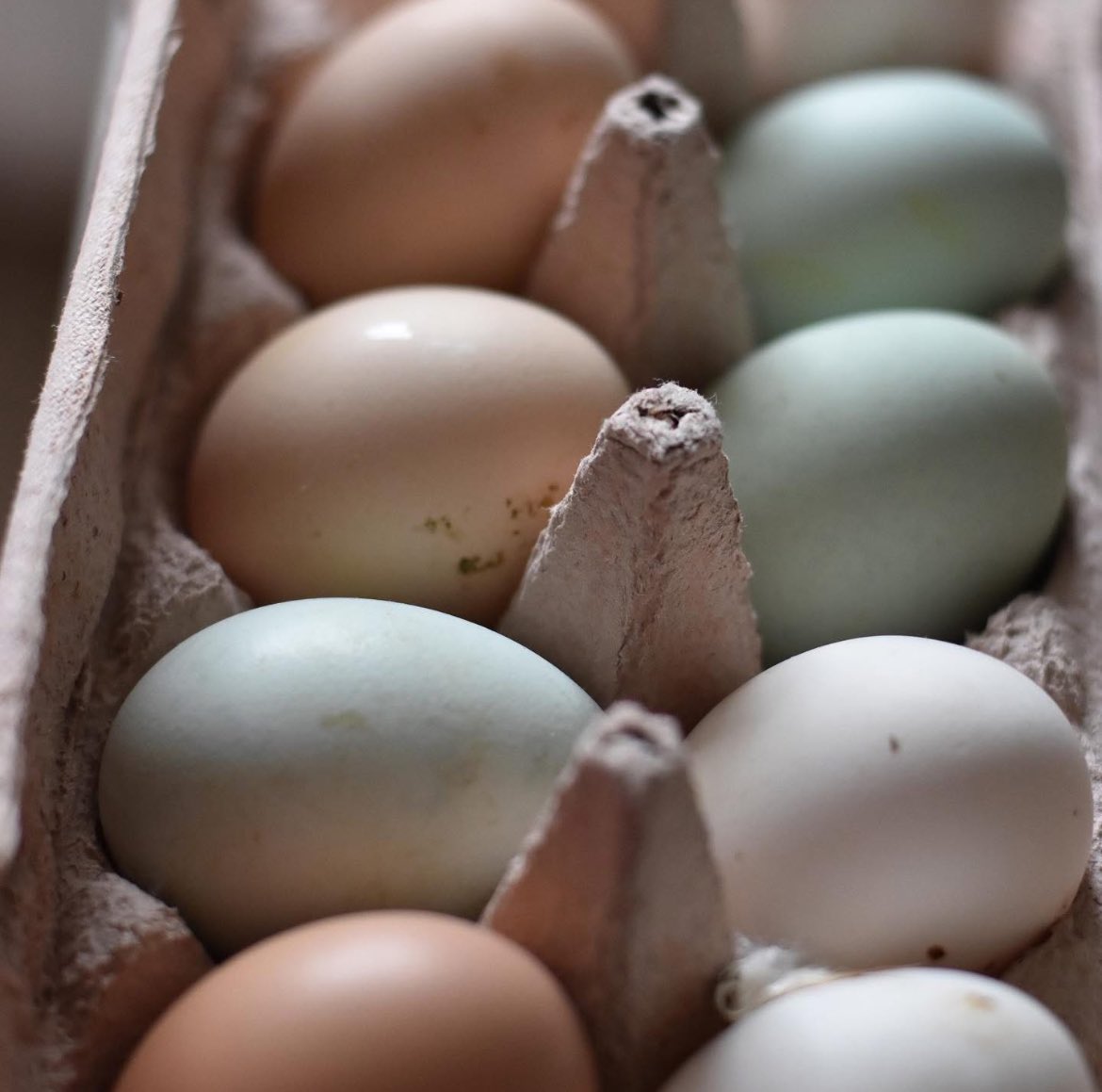 Will you save your egg cartons for KAB? Bring them to D&amp;L Farm &amp; Home on Hwy 377. 
NEED egg cartons for your backyard chickens? Call KAB Volunteer Karen 253-350-5205 and she will meet you to give you a stack