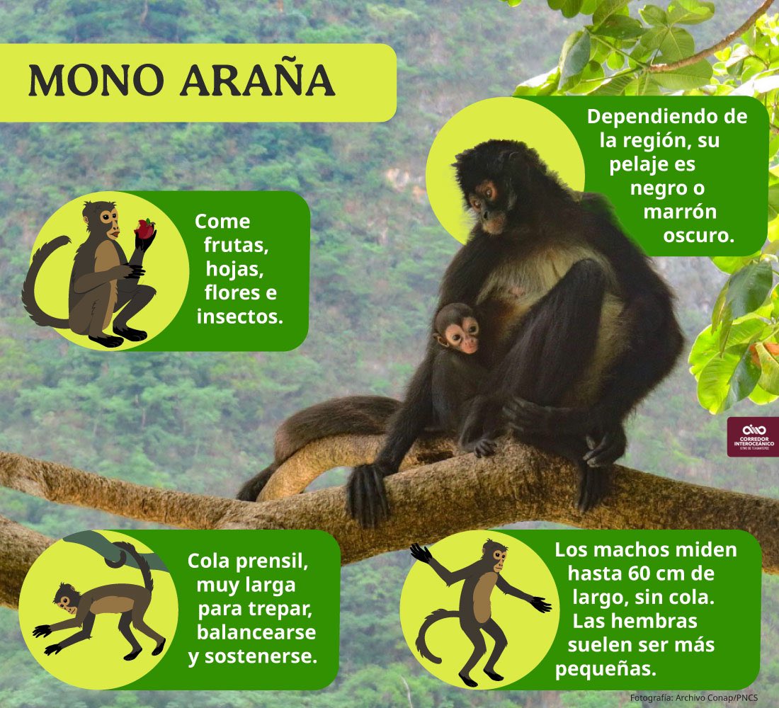 Primatología | Calakmul Primatology, image size:1100x1000