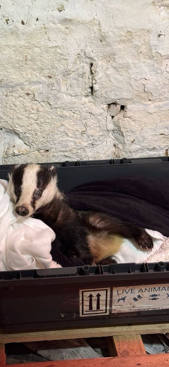 Wonderful to see that we've recently had an article published in The People's Friend ! Our current rehab is only big enough for 1 badger. We have taken in 3 in 10 days so we are raising money for our second rehab so here's the link
gofund.me/70dadcea
Please support us 🙏