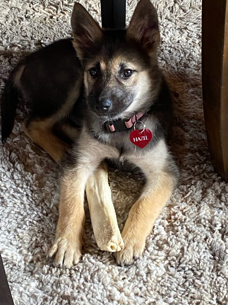 CiderFire's tweet image. ⁦⁦@DinaPugliese⁩ My Name is Hazel I just wanted to say welcome home! Has I just found my home day #4  #rescue #Adopted I’m 2 months old #alaskanshepherd The love and positivity you have is incredible. We thrive on people like you! That why we wake back up to you!