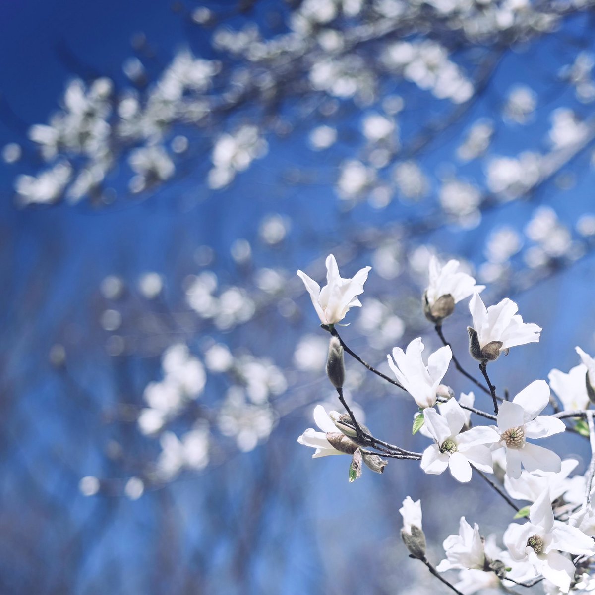 newratcom's tweet photo. ・
sweet fragrance
・
・
@ 甘い香りに癒されながら
#nature #花 #ハクモクレン
#forestbashing #森林浴
#sweetfragrance #甘い香り
#magnoliadenudata
#naturephotograph https://t.co/5OMIv0Jmul