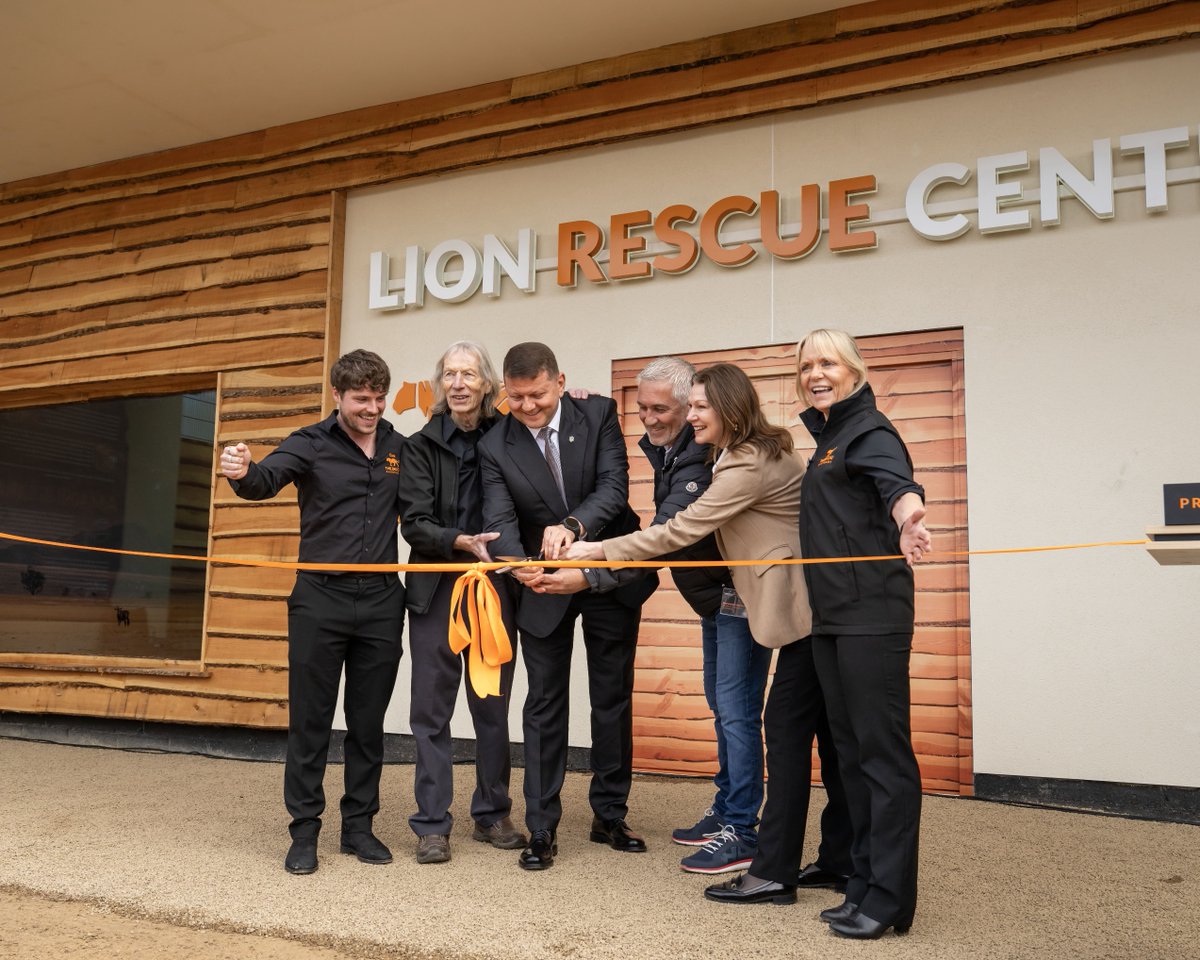 TheBigCatSanct's tweet image. The Lion Rescue Centre is OPEN! 🦁🎉 All five rescued lions have settled in beautifully, showing curiosity and playfulness as they interact in their habitats. Huge thanks to those who made this rescue possible! Here’s to a bright future! 🦁 #TheBigCatSanctuary #BigCats #Rescue
