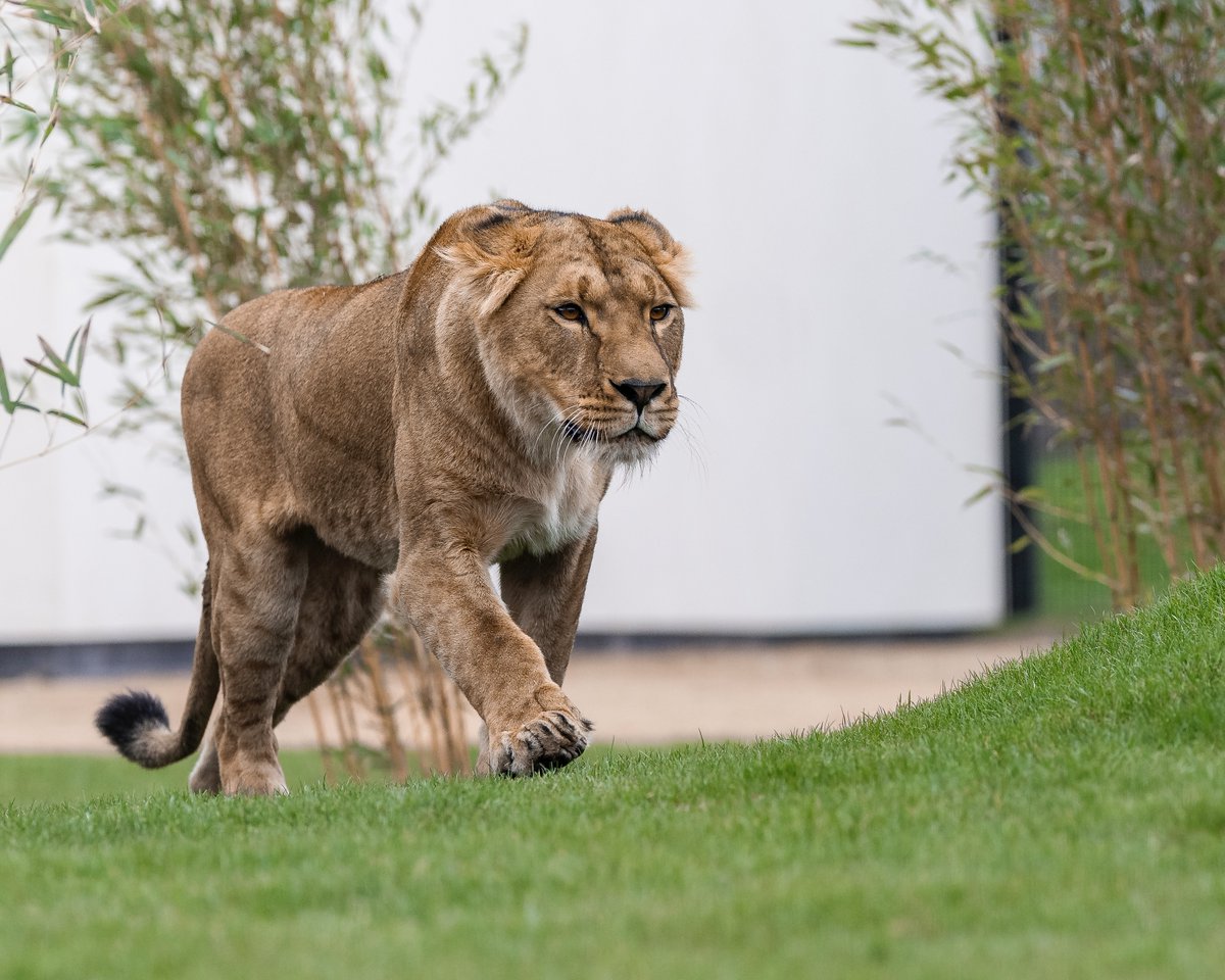 TheBigCatSanct's tweet image. The Lion Rescue Centre is OPEN! 🦁🎉 All five rescued lions have settled in beautifully, showing curiosity and playfulness as they interact in their habitats. Huge thanks to those who made this rescue possible! Here’s to a bright future! 🦁 #TheBigCatSanctuary #BigCats #Rescue