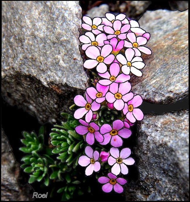 Naturepathway's tweet photo. "Delicate blooms thriving in rocky harmony ๐ธโฐ๏ธ #NatureContrast #PinkAndWhiteCharm #RockGardenBeauty" https://t.co/iG3P27kF50