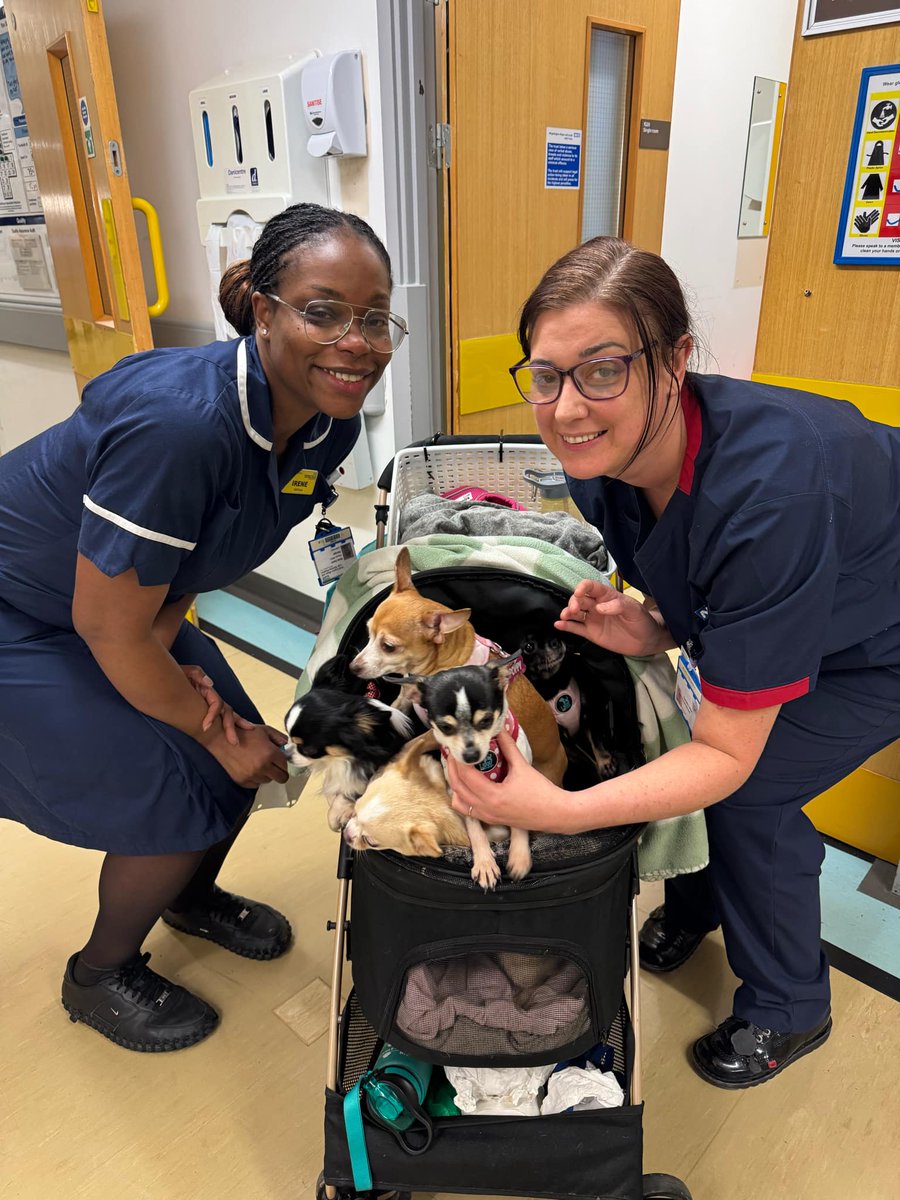 A Lowton ward patient has 10 Chihuahuas at home, the pups were missing their, owner so 5 came for a visit. This obviously cheered up the owner and the staff too! 🐶🐾 #WWL #teammedicine