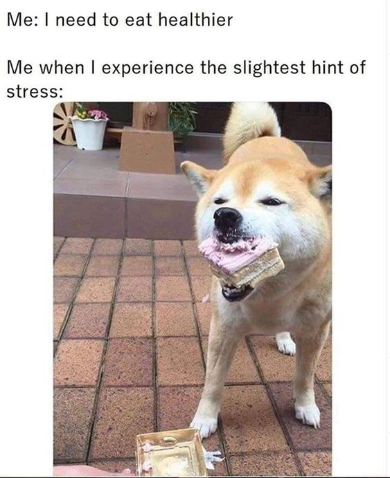 WholesomeMemes (@wholesomememe) on Twitter photo 