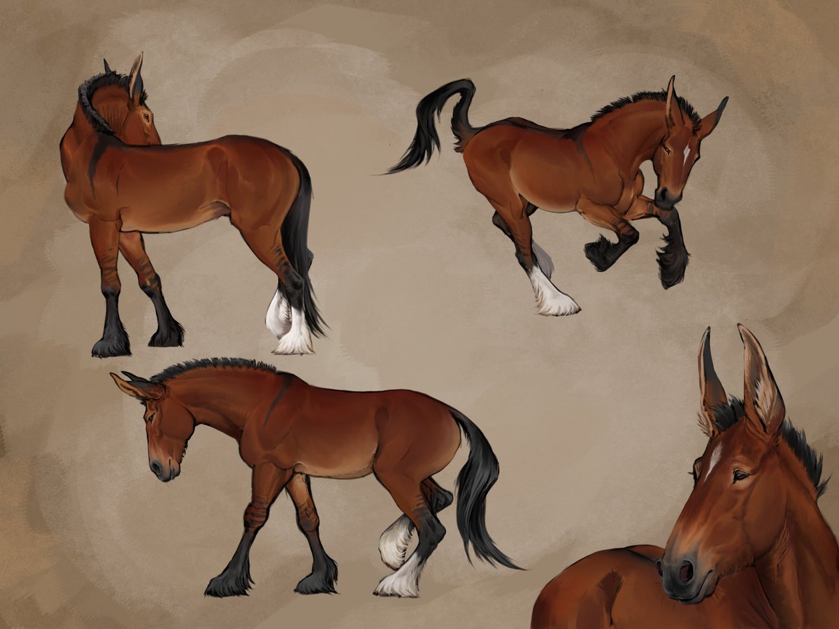 PherigoLabs's tweet image. I love mules! I was stuck without a computer for a week and sketched this guy on an ipad. Touched it up with photoshop once I got home

#mule #horseart #originalcharacter