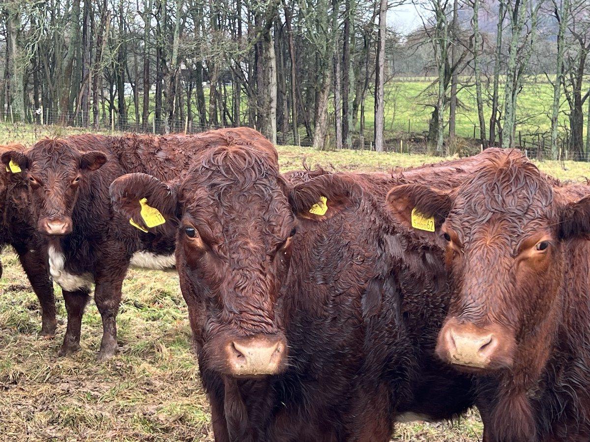 COWSworms's tweet image. The tendancy to leave cattle out for longer due to milder weather or even all winter, could mean longer exposure to liver fluke infection. Testing is essential to gauge if there has been exposure eg blood tests for antibodies, faecal fluke egg counts or coproantigen ELISA tests.