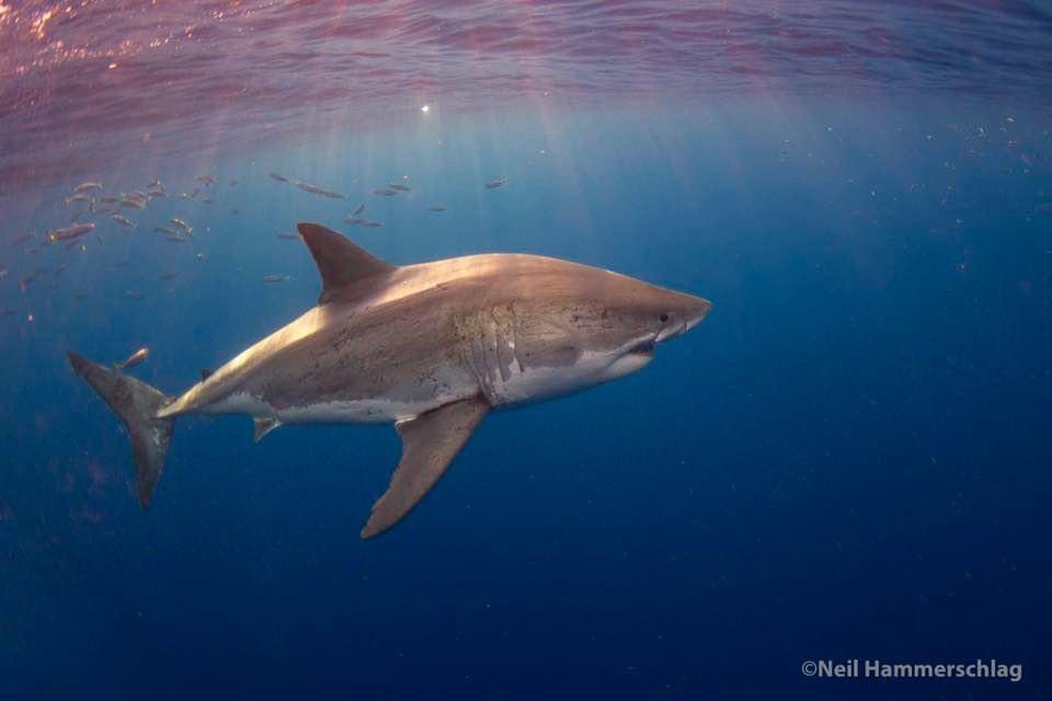 Dr. Neil Hammerschlag (@drneilhammer) on Twitter photo <a href="/SharkWeek/">Shark Week</a> <a href="/A_WhiteShark/">Atlantic White Shark Conservancy</a> <a href="/SharkRayFund/">Shark Conservation Fund</a> <a href="/IUCNShark/">IUCN SSC Shark Specialist Group</a> <a href="/teamsharkwater/">Sharkwater Extinction</a> <a href="/ElasmoSociety/">Elasmobranch Society</a> <a href="/Sharks4Kids/">Shark Education</a> <a href="/SharkTrustUK/">The Shark Trust</a> Our findings underscore the crucial role apex predators play in maintaining ocean health.
Open-access link to study: frontiersin.org/journals/marin…
Please share. <a href="/SharkWeek/">Shark Week</a> <a href="/A_WhiteShark/">Atlantic White Shark Conservancy</a> <a href="/SharkRayFund/">Shark Conservation Fund</a> <a href="/IUCNShark/">IUCN SSC Shark Specialist Group</a> <a href="/teamsharkwater/">Sharkwater Extinction</a> <a href="/ElasmoSociety/">Elasmobranch Society</a> <a href="/Sharks4Kids/">Shark Education</a> <a href="/SharkTrustUK/">The Shark Trust</a> Our findings underscore the crucial role apex predators play in maintaining ocean health.
Open-access link to study: frontiersin.org/journals/marin…
Please share.