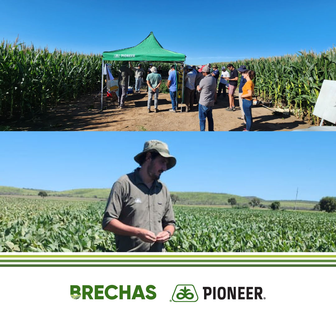 Te invitamos a la próxima jornada a campo para conocer la estrategia de los asesores para achicar la brecha de rendimiento en soja y maíz.

Te esperamos en Córdoba | San José de la Dormida. ¡Sumate aquí! 👉 🔗forms.office.com/r/T75Ai6T8X7