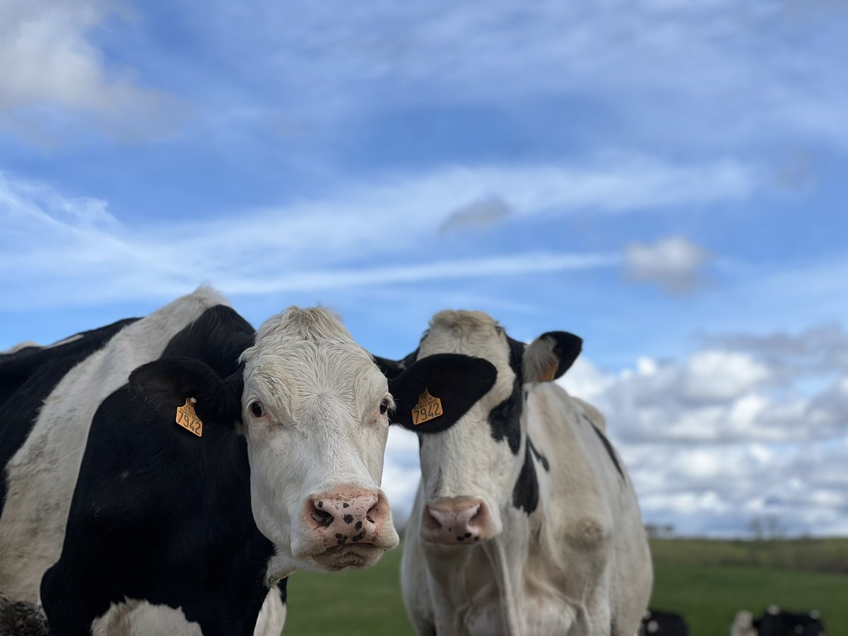 Plus curieux qu’une vache ? Ça n’existe pas ! 🐮