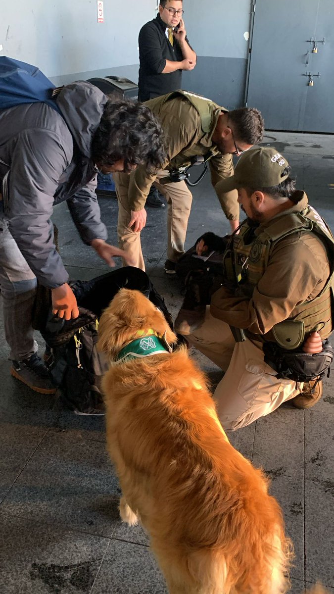🚨 Operativo de seguridad en terminal de buses de #PuertoMontt, liderado por <a href="/DPRLosLagos/">Delegación Presidencial Regional de Los Lagos</a> en conjunto con <a href="/CarabLosLagos/">Carabineros Región de Los Lagos</a> y <a href="/LosLagosSPD/">SPD Los Lagos</a>, permitió detener a dos personas e incautar 104 gr de marihuana. 

Seguimos trabajando por #másseguridad ✅️