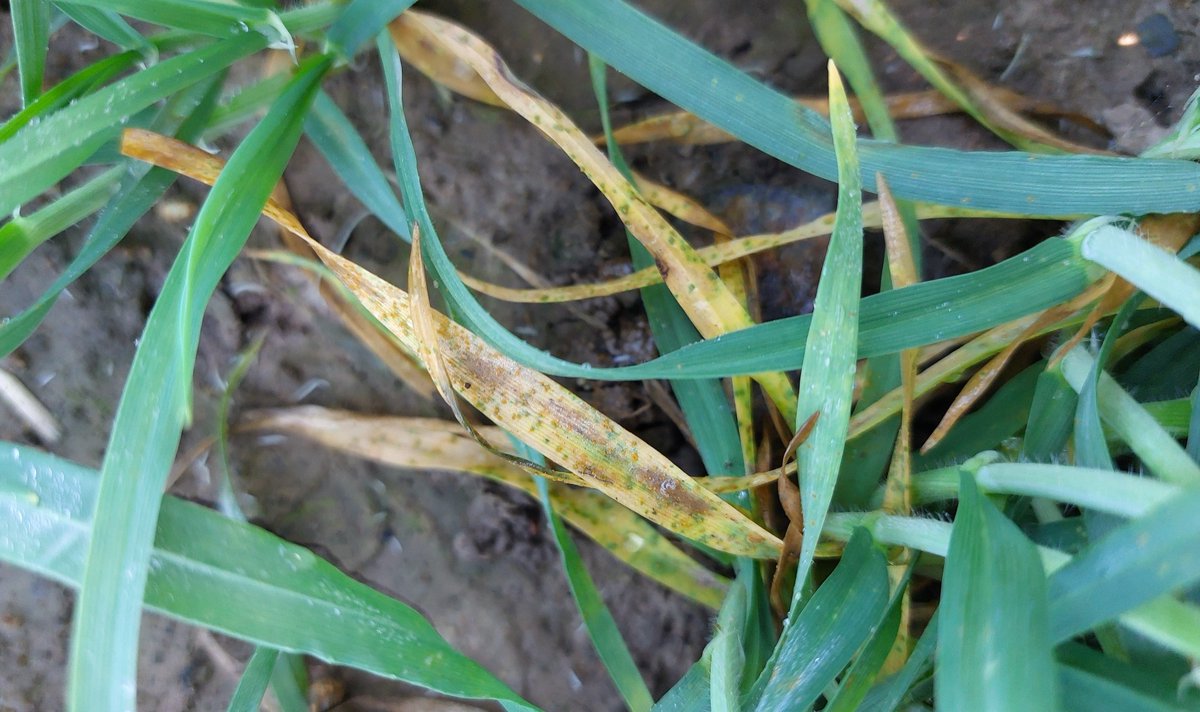 🌱 Maladies de l'orge : quoi de neuf dans la plaine ? Et que disent les modèles ?

📌 Rhynchosporiose : risque moyen à fort selon les modèles d'<a href="/Arvalisofficiel/">ARVALIS</a> intégrés dans notre OAD #xarvio ✅ On a d'ailleurs observé les 1ers foyers sur notre plateforme OH située en #BZH

📌