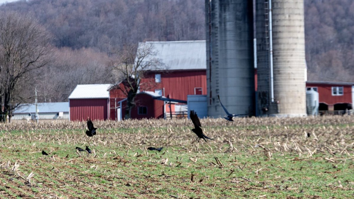 Since 2022, 166 million birds in the U.S. have been depopulated due to avian flu. Illinois’ state veterinarian explains why the disease is tough to contain and what poultry producers can do to protect their flocks. Read more from <a href="/farmdaily/">Farm Progress Daily</a> here: hubs.la/Q03cNXY50