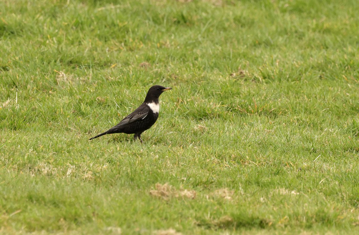 RichardJeffree3's tweet image. Spring really kicked in today @ Holland haven with this beauty present for its2nd day plus up to 3 black redstarts and a male wheatear what will tomorrow bring