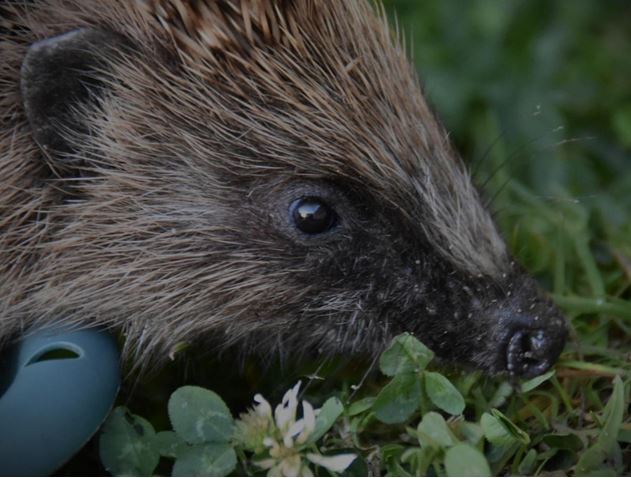 People's Trust for Endangered Species (@ptes) on Twitter photo Hedgehog Champions check your inbox for March's Hedgehog Street e-news. Full with the joys of spring, gardening tips and news on #HedgehogWeek!
Not already a #HedgehogChampion? Sign up 👉 hedgehogstreet.org/register
#HedgehogStreet is a joint campaign run by us and <a href="/hedgehogsociety/">Hedgehog Society</a> Hedgehog Champions check your inbox for March's Hedgehog Street e-news. Full with the joys of spring, gardening tips and news on #HedgehogWeek!
Not already a #HedgehogChampion? Sign up 👉 hedgehogstreet.org/register
#HedgehogStreet is a joint campaign run by us and <a href="/hedgehogsociety/">Hedgehog Society</a>