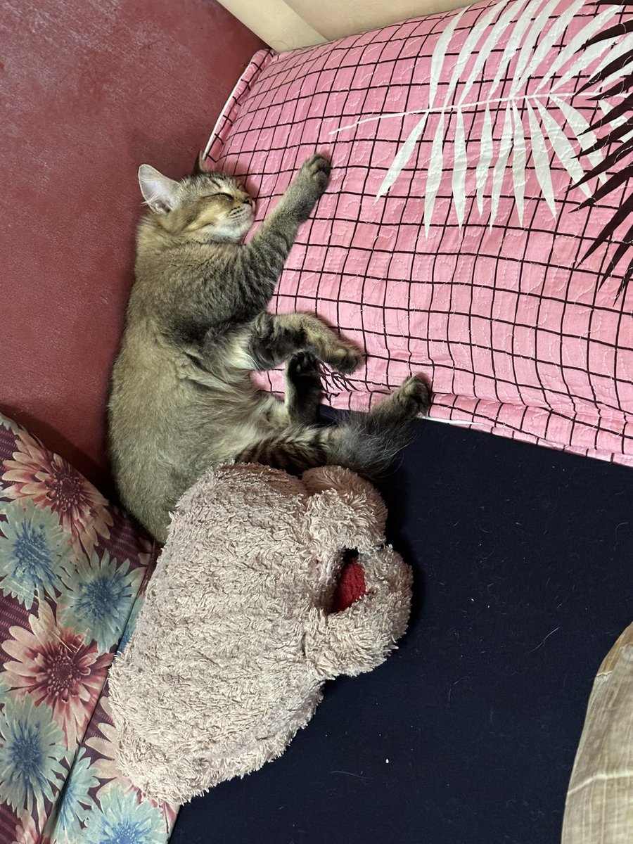 ctnurida's tweet photo. 2021 - 2025 💔

Kakak Sayang luna cantik ni selamanya. Terima kasih luna pernah ada dengan kakak selama ni. Luna sentiasa ada dalam hati kakak ❤️ https://t.co/Pr5lI13D1T