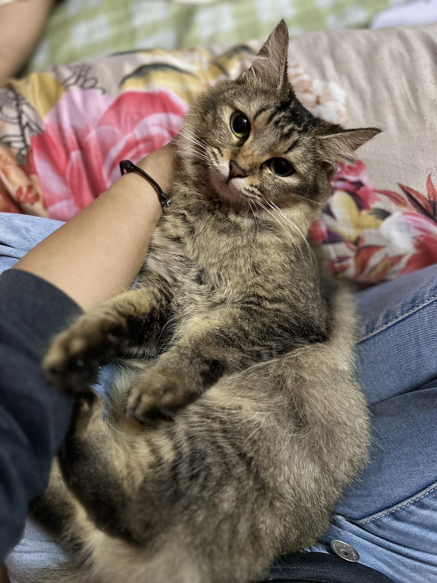ctnurida's tweet photo. 2021 - 2025 💔

Kakak Sayang luna cantik ni selamanya. Terima kasih luna pernah ada dengan kakak selama ni. Luna sentiasa ada dalam hati kakak ❤️ https://t.co/Pr5lI13D1T