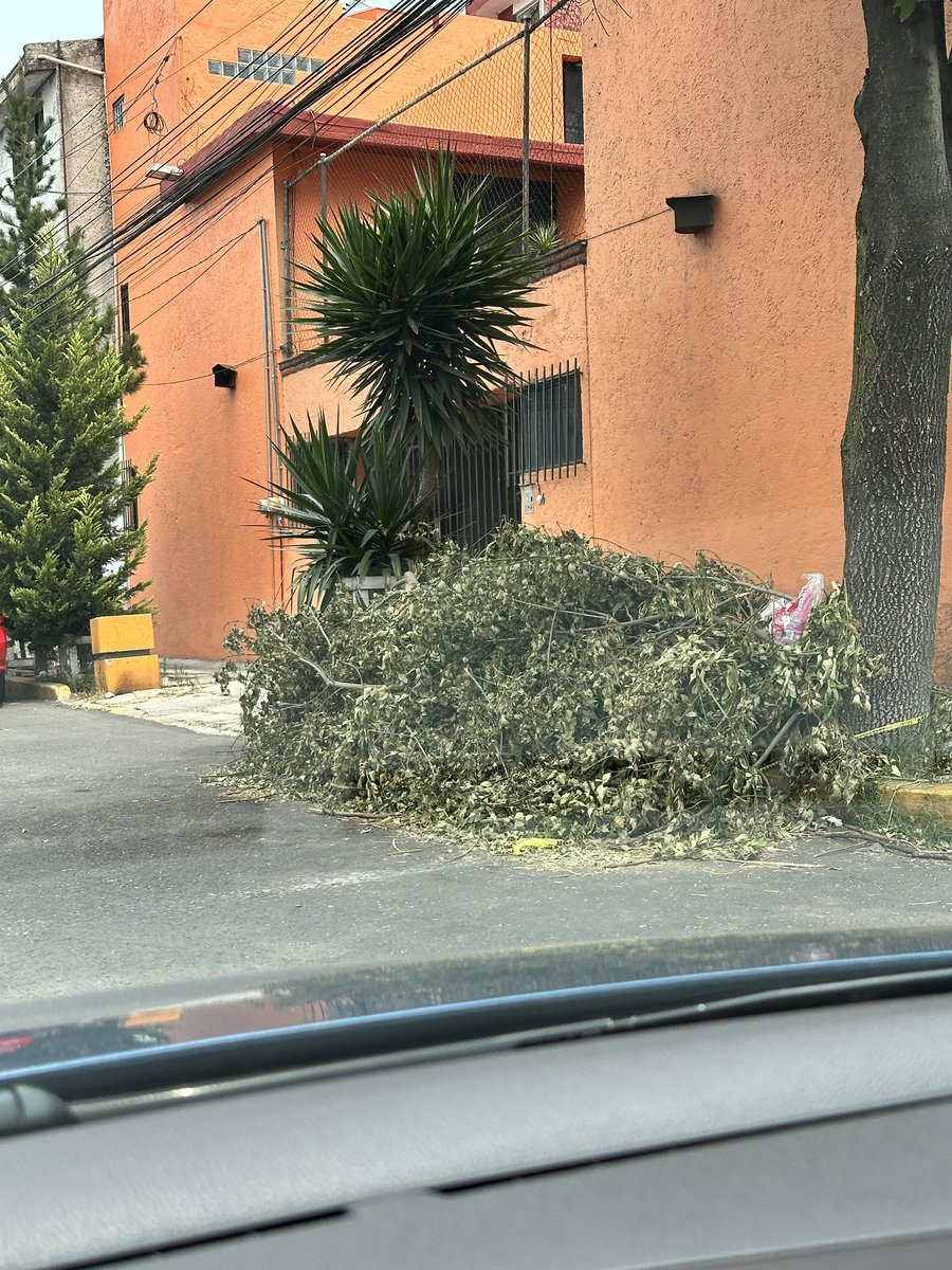 ABerenais's tweet photo. @TuAlcaldiaGAM buen día, agradezco mucho el que cortaran las ramas para despejar los cables de luz, pero nos dejaron sus ramas y ya se está haciendo un basurero. Esto en Xochiquetzal, Santa Isabel Tola. Ojalá pronto se las lleven gracias .🙏🏻 https://t.co/t99qyvSDU1