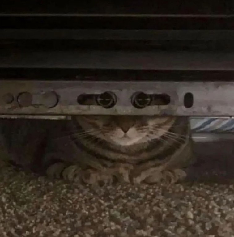 Punch Cat tweet media