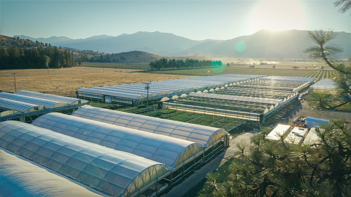 Mast Reforestation tweet media