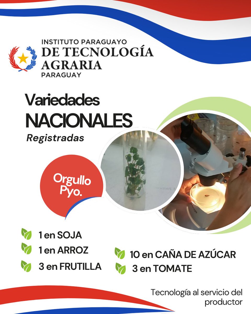 Investigadores paraguayos del IPTA trabajan incansablemente para desarrollar nuevas variedades más resistentes y productivas. 🌱🔬 

Este esfuerzo impulsa el progreso y la soberanía del sector agrícola nacional. 

¡Nos ponemos la camiseta por un futuro más fuerte y sostenible! 🇵🇾