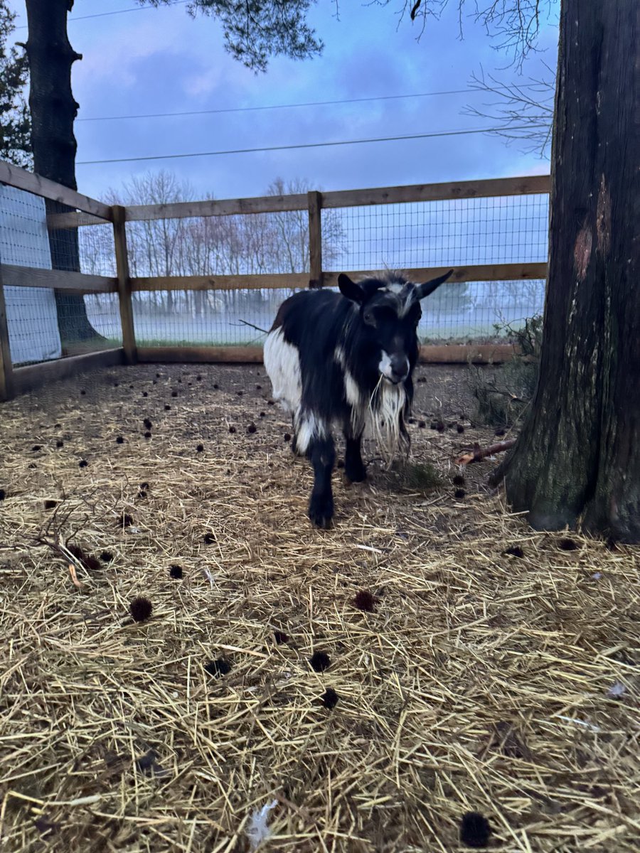 Our herd sire, Super Mario. He may be a silly billy, but there are some flashy genetics behind him! 
#goats #homestead