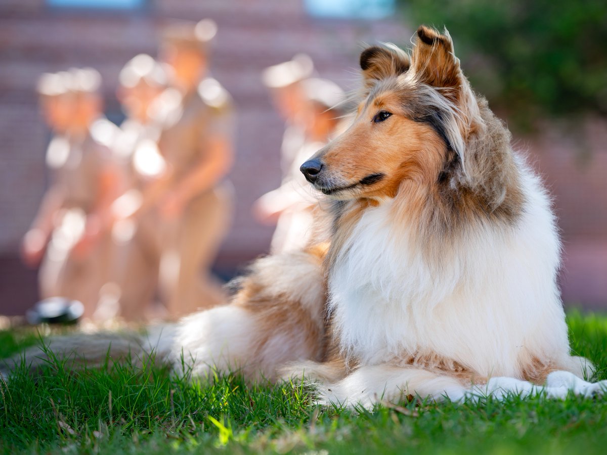 reveille's tweet image. Is that spring I smell?? Don't forget to take well-deserved breaks, feel the sun on your face and touch some grass, my Aggies!