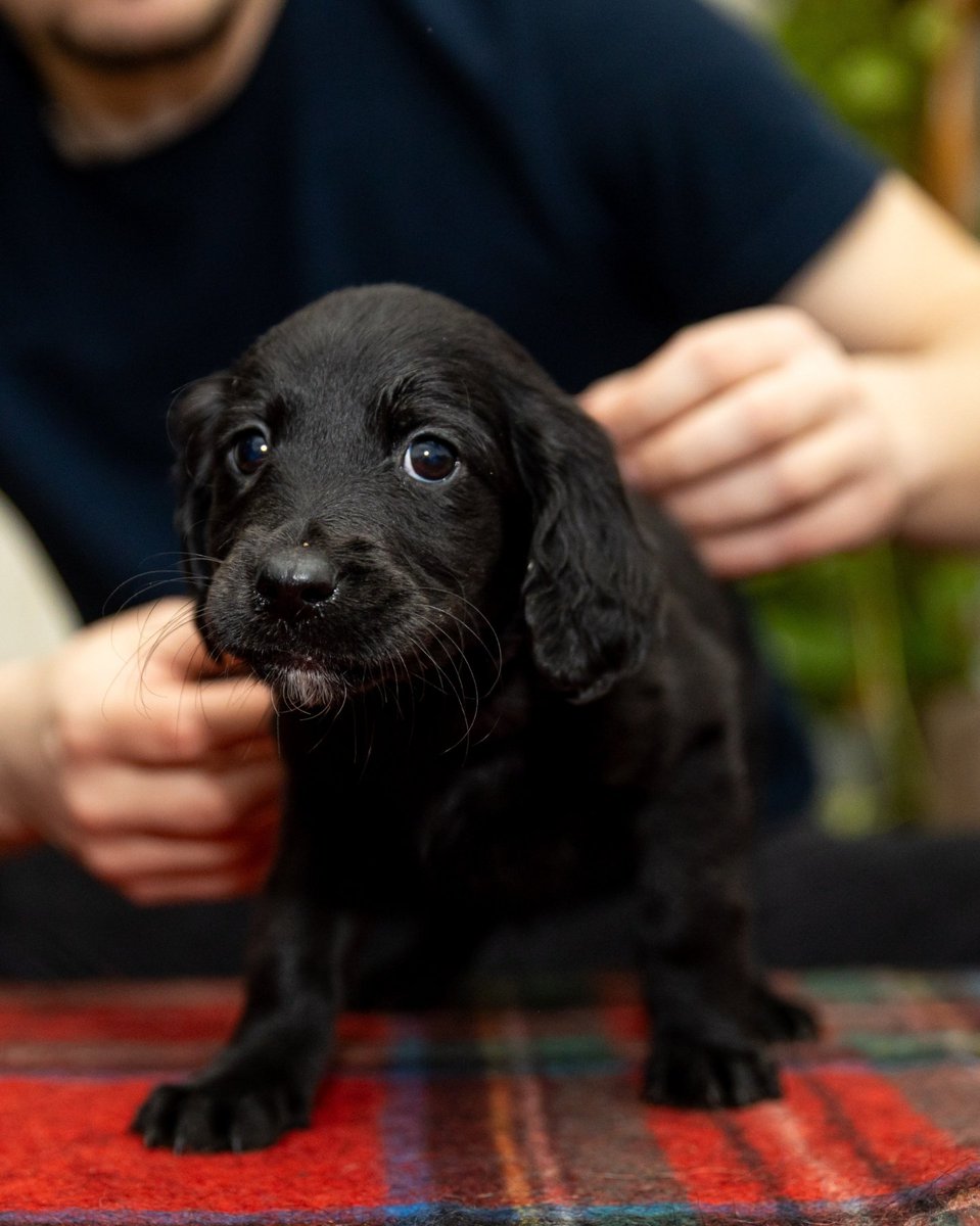 Mama labrador, tata mangup 
Predivni dečaci i devojčice, poklanja momak iz Sokobanje ❤️🐶

Kontakt telefon 0601599118
Milan