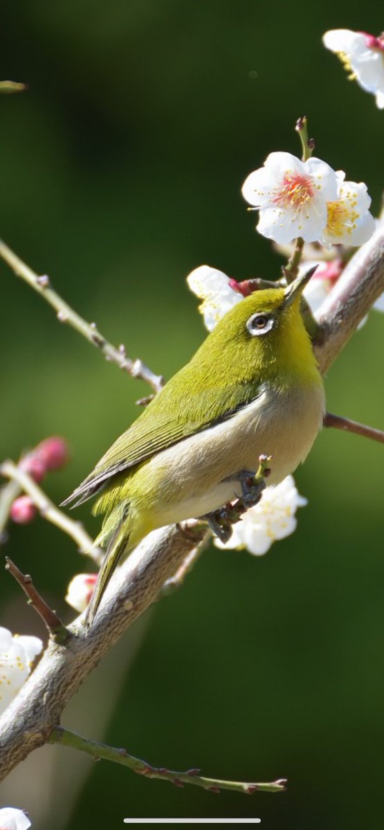 ☪弓月（ゆづき）☪ tweet media