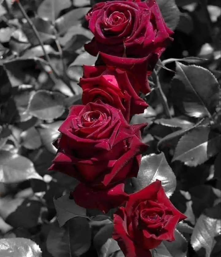 هنا الدُّنيا؛
وهُناك .. 
هناك الجنَّة؛
حيثُ لَا شَيء يَسلُبهُ الزَّمَانُ مِنك ..