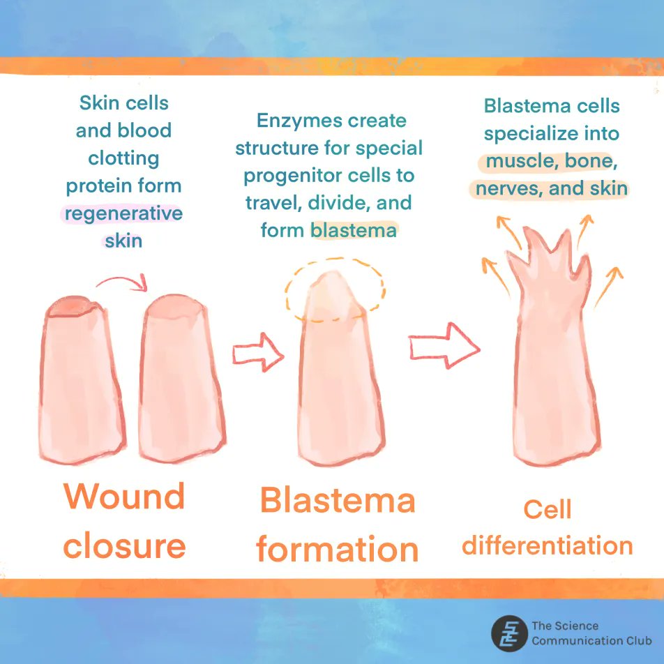 U of T Science Communication Club tweet media