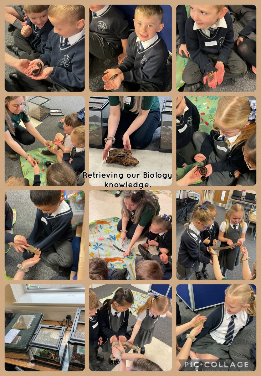 FPS_1_Dolphins tweet media