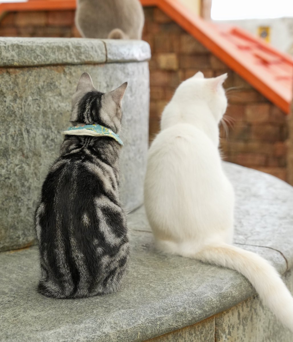 뒷모습도 귀여운 고양이