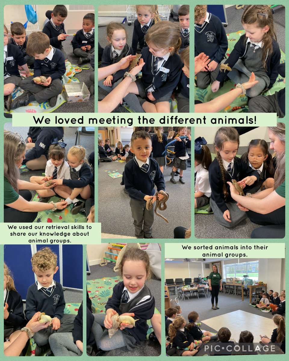 FPS_1_Turtles tweet media