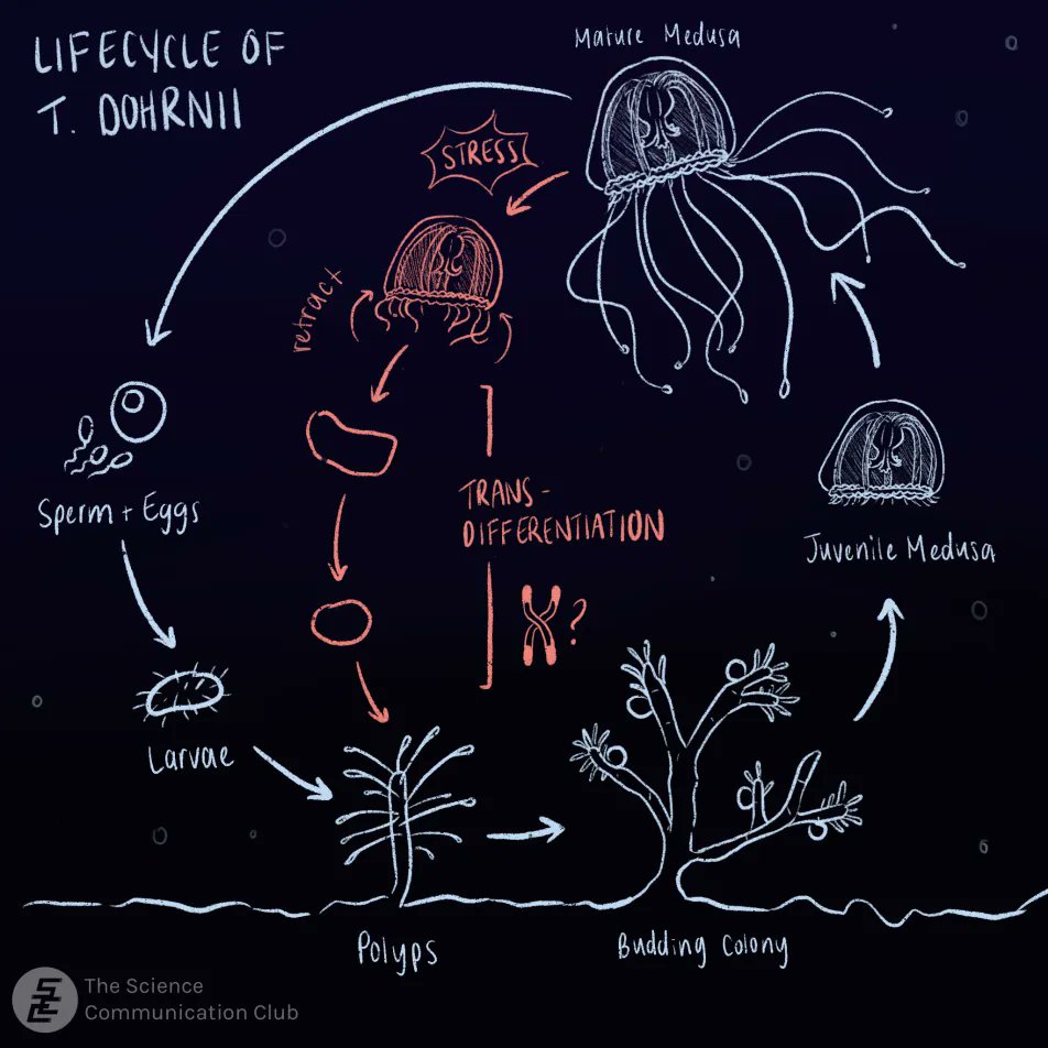 U of T Science Communication Club tweet media