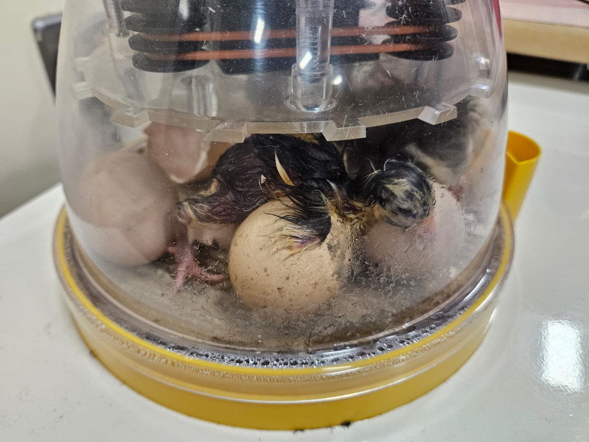 Chick number 2 arrived this evening. Welcome to the world Waddell! #creatingabetterfuture #newlife #cheepcheep <a href="/TheWingsCE/">The Wings' CE Trust</a>