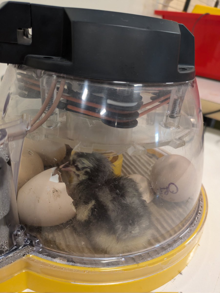 We have decided to name the chicks after some of Reception's favourite authors. Welcome to the family Donaldson! <a href="/donaldson_ju/">Julia Donaldson</a> #creatingabetterfuture #newlife #cheepcheep <a href="/TheWingsCE/">The Wings' CE Trust</a>