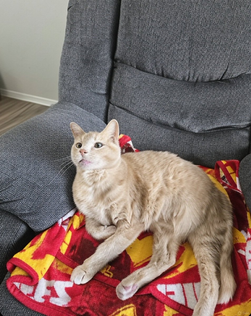 LazyBonez88's tweet image. My boy cat Fetty! He's like his dad. He's a hardcore Kansas City Chiefs fan! He also loves to hear stories about Donald Trump and Elon Musk. Even Fetty knows that they are heroes! 🇺🇸
#Cat #CatModel #Maga