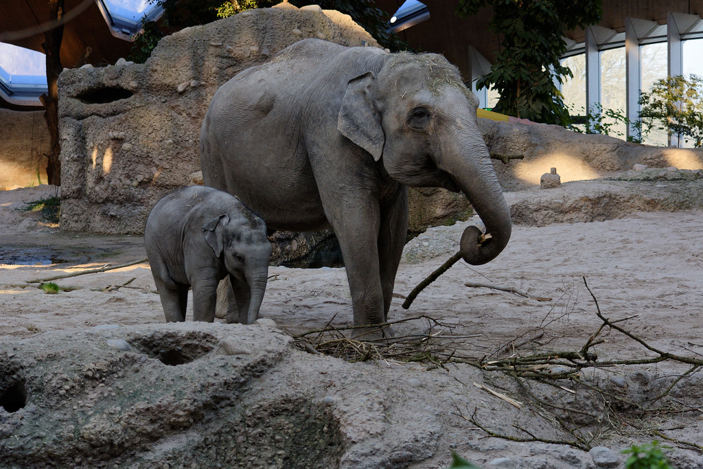 More live animal webcams in the database today. Watch more gorilla, dog, dolphin, cat, bird &amp; elephant live cams: animalwebcams.net

#pets #zoo #wildlife #loveanimals #PetLovers #AnimalLovers