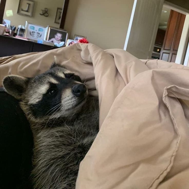 contextraccoons's tweet image. 