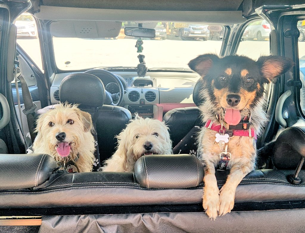 beluu14's tweet photo. Las estreshas están en la city para la sesión de fotoooos... 📸 #Bruno🐶 #Peludo🐻❄️ #Laika🦊
@lagarzasosa_ https://t.co/Vewkh4b7oq