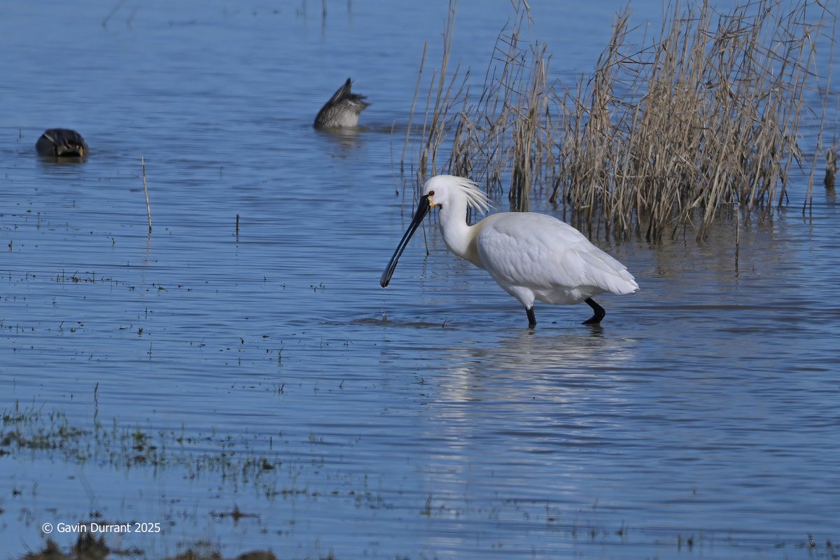 Gavin Durrant (@gavindurrant1) on Twitter photo Spoonbill on petos at Carlton marshes last week <a href="/SWT_NE_Reserves/">Suffolk Wildlife Trust North East Reserves</a> <a href="/suffolkwildlife/">SuffolkWildlifeTrust</a> Spoonbill on petos at Carlton marshes last week <a href="/SWT_NE_Reserves/">Suffolk Wildlife Trust North East Reserves</a> <a href="/suffolkwildlife/">SuffolkWildlifeTrust</a>