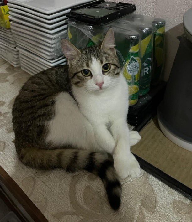 YUVA / ÇOK ÇOK GÜZEL BİR KEDİ

“Kışın sokakta hasta olarak bulduğumuz bu tatlı kedi tedavisini oldu, şuan hiç bir sağlık sorunu yok. Kısır. Tekrar sokağa dönmesin. Güzel bir yuva arıyoruz. Dişi, 8-9 aylık. İstanbul’da.” İletişim: 05550832212

@omer_art2