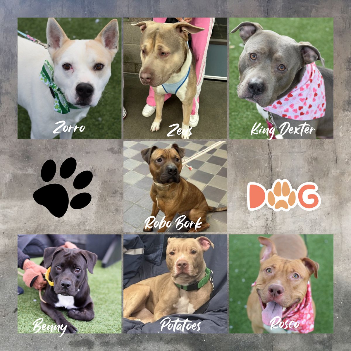 Ella killed
Maple killed
Mack killed
Junior killed
Jelly reserved
Bop-It reserved

7 dogs remain under kill command. Anyone interested DM me.

Pledges:
Rosco $940
Robo Bark $500
Potatoes $535
Benny $615
Zeus $515
King Dexter $515
Zorro $570