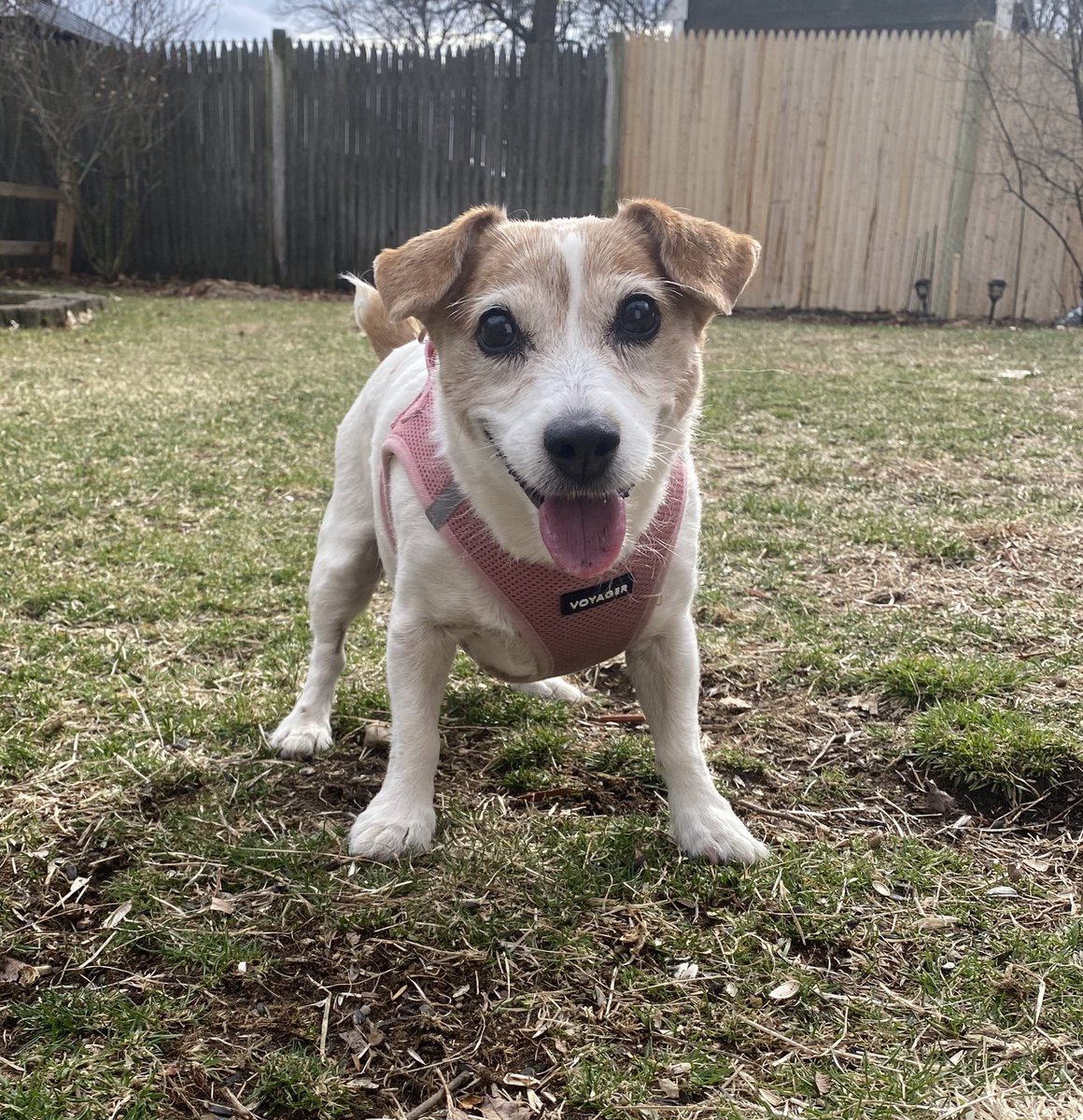 DaisyMaeJack's tweet image. New #TOT taken this afternoon! 😊♥️🐾 #notarepeat #SpringTraining #dogsofX #TongueOutTuesdays