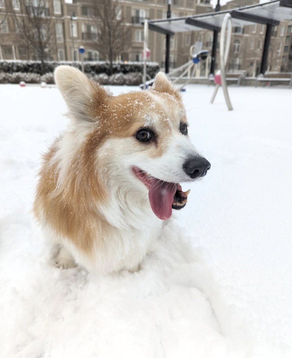 kimchithecorgi's tweet photo. We haven't had a nice Tongue out Tuesday for a while have we 😋😋😋
.
.
.
.
.
#fluffycorgi #corgistagram #corgisofinstagram #corgicommunity #corgipuppy #pupstagram #weratedogs #corgigram #thedodo #9gagcute #weeklyfluff #myfavcorgi #Toronto #Canada #Kimchithecorgi https://t.co/obGZBKASty