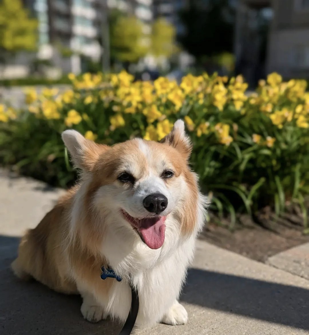 kimchithecorgi's tweet photo. We haven't had a nice Tongue out Tuesday for a while have we 😋😋😋
.
.
.
.
.
#fluffycorgi #corgistagram #corgisofinstagram #corgicommunity #corgipuppy #pupstagram #weratedogs #corgigram #thedodo #9gagcute #weeklyfluff #myfavcorgi #Toronto #Canada #Kimchithecorgi https://t.co/obGZBKASty
